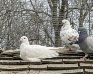 Here is a white Homer and an Almond Tippler. Pigeons are thought to navigate by sensing the earth’s magnetic field and using the sun for direction. Other theories include the use of roads and even low frequency seismic waves to find their way home.