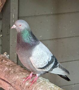 The pigeons are free to be inside or outside during the day. This Dunn Tippler just flew in and perched on the inside ladder of their dovecote.