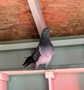 This Dunn Tippler is on top of the nesting boxes. We keep these shelters very dry to prevent bacteria and disease from developing. Water and moisture are the enemies. Pigeons can be messy, but it is important to keep their enclosures clean.