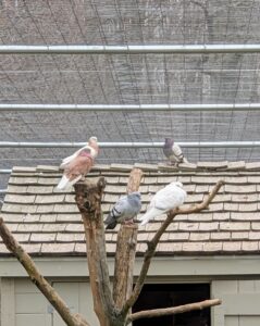 Birds always need places to roost – I always provide all my birds with multiple places to perch, such as this dead tree "transplanted" here in the pigeon pen.