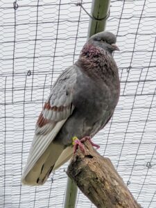 Pigeons can fly at altitudes of 6000-feet or more. Pigeons can also fly at average speeds of up to 77-miles per hour, but have been recorded flying at about 90-miles per hour.