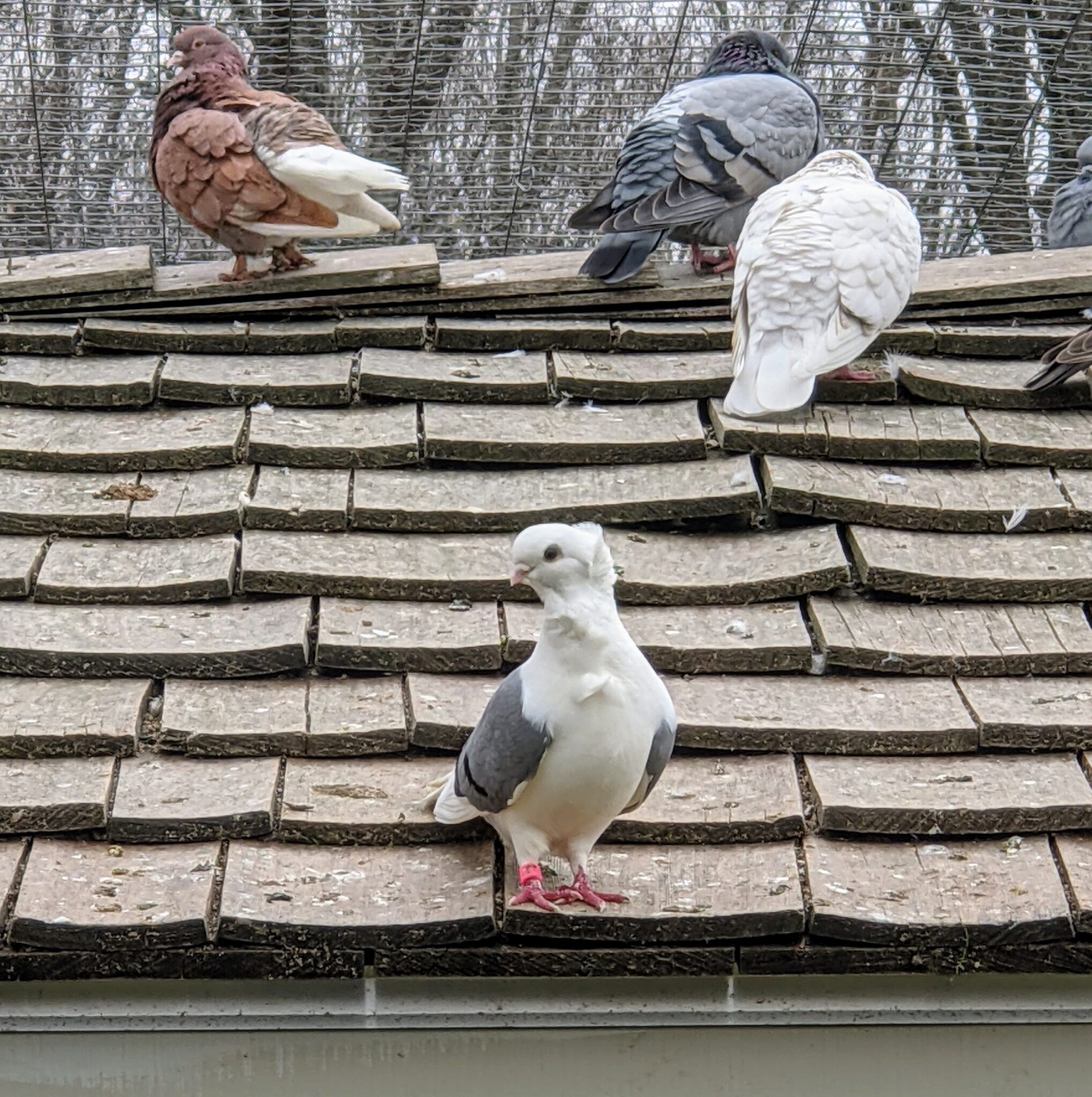 My Growing Flight of Pigeons The Martha Stewart Blog