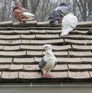 Here is the fourth - taking in all the views from the roof of the dovecote. Look closely, the feet and toes of the Owl pigeon are never feathered. Their feathers are well developed and sit tightly against the body. The main color and patterns of the Old German Owl pigeon include: ash red, blue, brown, recessive red, checks, spread, and bars in black, red, brown and white and dilutes of these base colors.