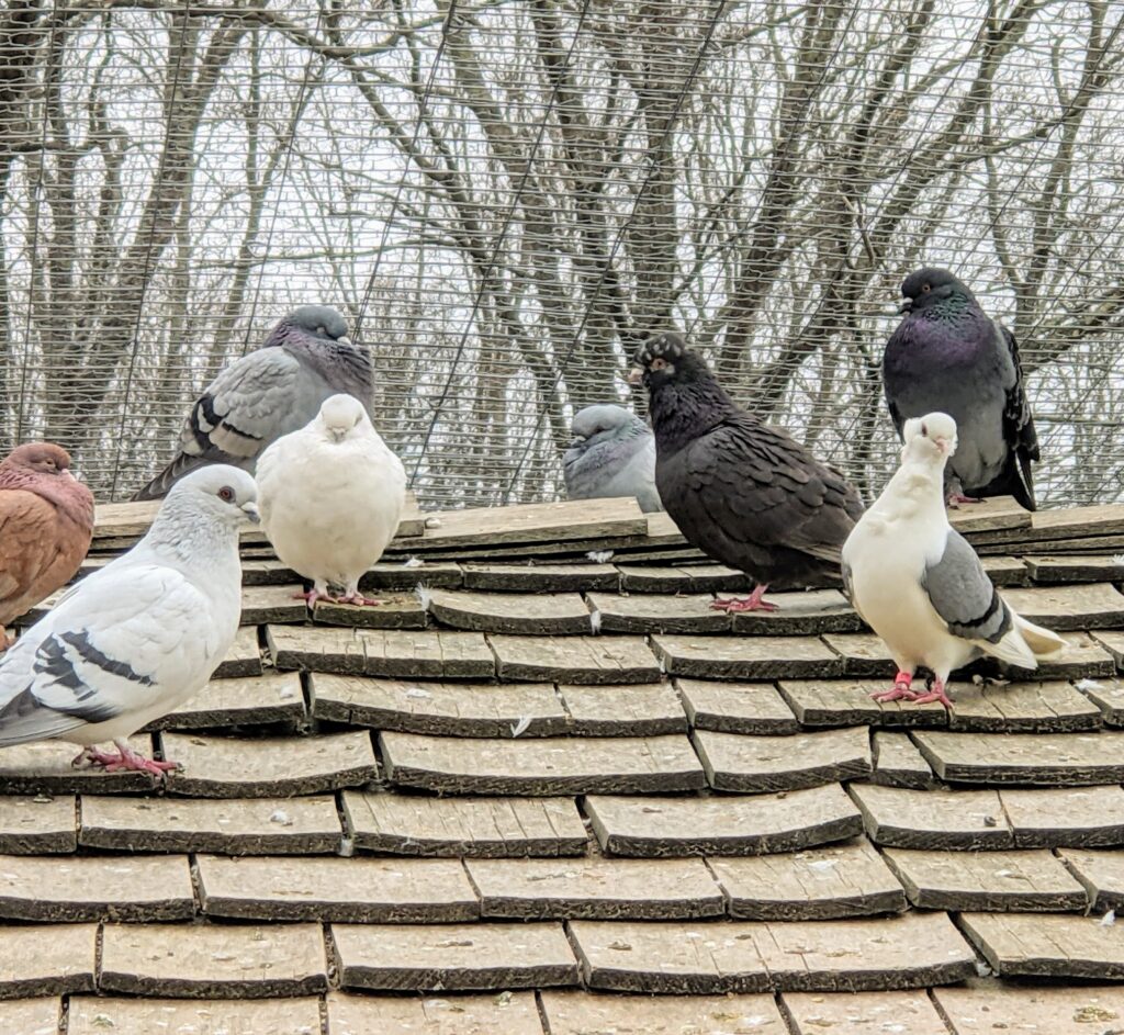 This Is My New Home With A Pigeon My Growing Flight of Pigeons - The Martha Stewart Blog