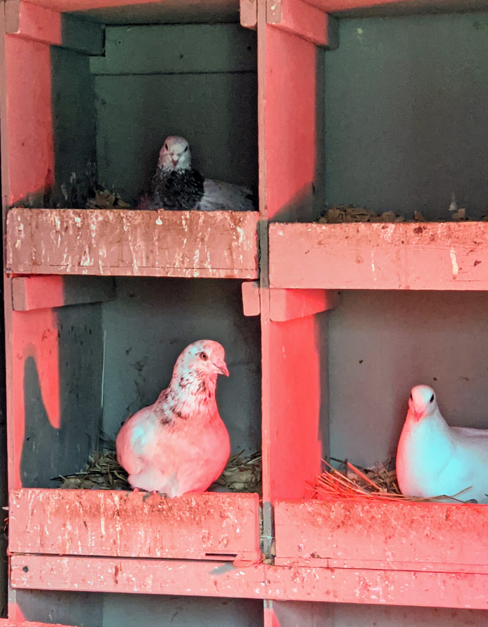 My Growing Flight of Pigeons The Martha Stewart Blog
