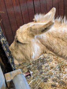 Clive was distracted by the hay, but it didn't take long to notice someone was visiting the stall.