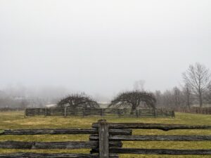 And here are the ancient apple trees surrounded by antique fencing within the paddock - visible, but the landscape behind it is not – still blocked by fog. Today is expected to be rainy but mild for this time of year with temperatures in the 40s.
