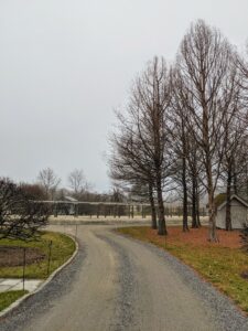 Closer to my home, trees look more clear - the fog is beginning to lift. The beautiful but bare bald cypress trees on the right surround my little Basket House.