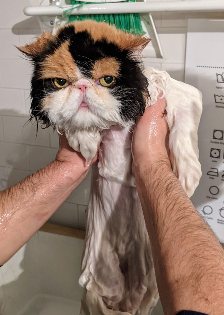 Bath Time for My Cats - The Martha Stewart Blog