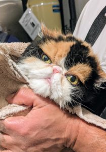 After her bath, Peony is wrapped in a large terry towel for drying. Be sure to dry in an area free from drafts. Peony is very affectionate, and loves being swaddled, held, and petted.