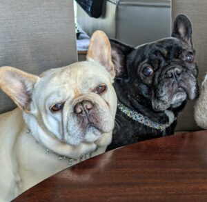 Earlier this week, we had a press conference to launch the new line and my dogs were happy to participate. Here are my French Bulldogs, Creme Brulee and Bete Noire. Creme Brulee is a fawn Frenchie, and Bete Noire is called a brindle. Brindling mixes black hairs with brown or fawn.