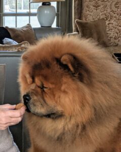 Here I am letting Han get a sniff of one of the chews - he is very interested. Chows are very intelligent, loyal, and as you can see, Han is also gentle.