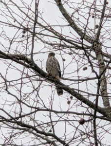 Perched high in a tree not far from my Winter House was this Coopers hawk, Accipiter cooperii. These raptors like small birds and often keep watch near bird feeders. Coopers hawks can be found year round in southern New York and in northern New York during the breeding season.
