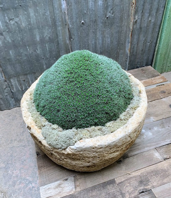 Moss Mound in Concrete PlanterFaux Greenery, 28