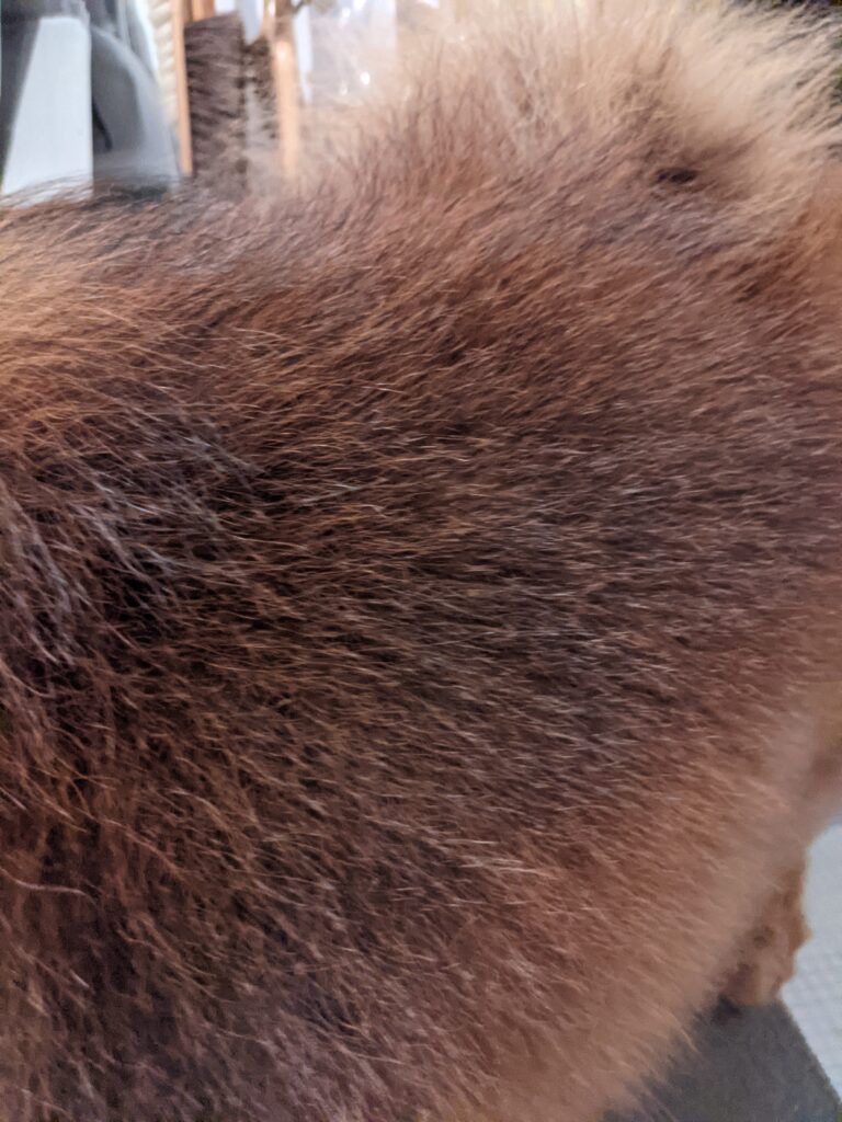 Grooming the Chow Chows The Martha Stewart Blog