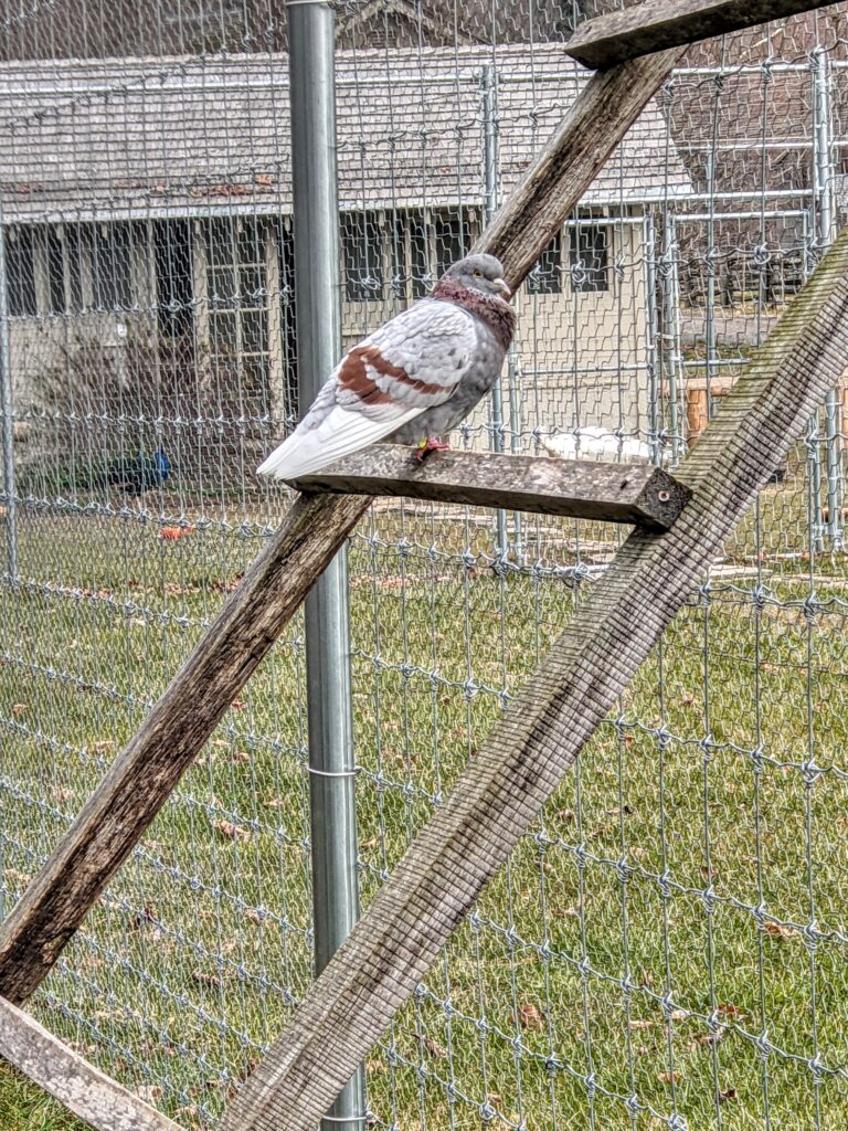 My Growing Flight of Pigeons The Martha Stewart Blog