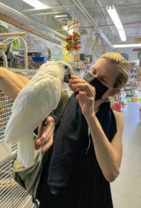 Here's Alexis with a Moluccan cockatoo. Also called the salmon-crested cockatoo, the Moluccan is endemic to the Seram archipelago in eastern Indonesia. It is among the largest of the white cockatoos and very smart.