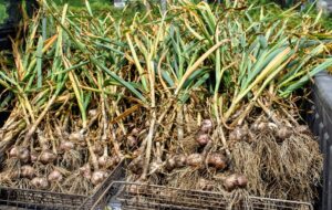 Here's some of our garlic harvest. Once picked, the garlic is ready to be stored in a dry location, where it can cure for a several weeks.