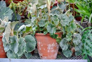 To successfully grow rhizomatous begonias, use clay pots and only repot one size up when the roots have filled their current vessel.