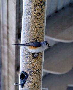 When not eating, some birds will remain on perches to watch all the activity around the farm.