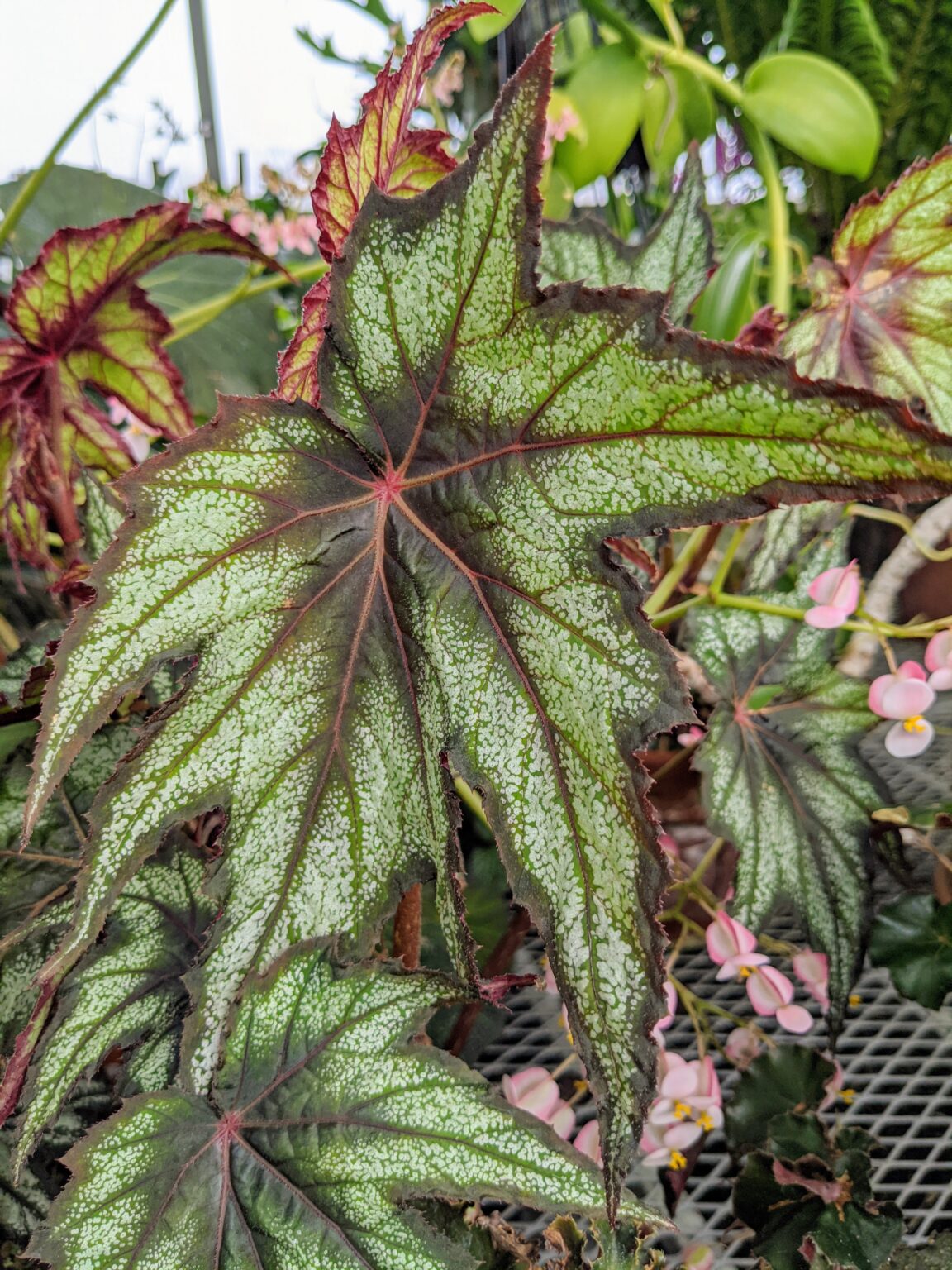 My Blooming Begonias The Martha Stewart Blog