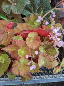 And, one of my favorite begonias is Begonia ‘Martha Stewart’. I got it two years ago from Logee’s Plants for Home and Garden in Danielson, Connecticut. It was during one of my visits to Logee’s when owner, Byron Martin, had me select one of the unnamed specimens to be named after me – I was so excited and so honored. It continues to grow and thrive in my greenhouse.