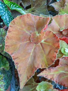 As you can see, I chose an elegant, spiraled-leaf begonia. It has a compact growth habit and is about eight inches in height with a mounding display of beautiful leaves. The leaf color is constantly changing and starts out with soft tones of tan, chartreuse, and beige with inner spirals of deep bronze. With increased light, the bronze tones deepen to a rustic orange. Begonia ‘Martha Stewart’ is a strong grower.