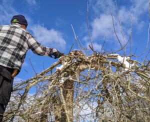 My outdoor grounds crew started pruning the apples yesterday. Pasang is an excellent pruner and does a lot of the smaller tree pruning projects at the farm. Here he is pruning the new growth off of the top of this apple tree.