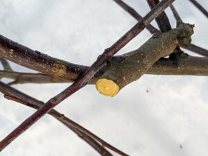The final cut on each unwanted bough needs to be alongside the “branch collar”, a raised ring of bark where the branch intersects with another branch. Growth cells concentrate in these nodes, causing fast bark regrowth which seals the cuts.