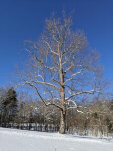 And here is the old sycamore. The mighty sycamore is the symbol of Cantitoe Corners. A small bird house is located just below the branches – I wonder if any screech owls have taken residence inside.