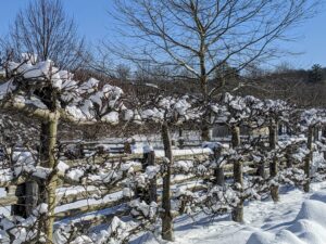 Across the carriage road are my Malus ‘Gravenstein’ espalier apple trees - also covered in snow. I love this crisp and juicy apple, an antique variety, which is wonderful to eat and great for cooking and baking. Next year, we should have a great crop of apples.