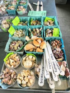 Here at the farm, we prepare and plant the garlic around November. Although garlic can be planted in the spring as soon as the ground can be worked, fall planting is recommended for most gardeners. This allows extra time for the bulbs to develop and become more flavorful for the summer harvest.