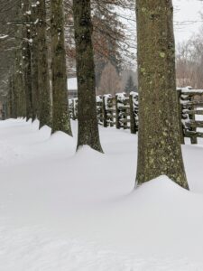Snow drifts stuck to the trunks of many trees, including these majestic pin oaks.