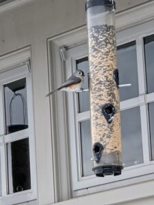 These tube feeders allow the seed to flow only when birds peck at it, which helps keep any spillage to a minimum.