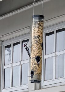 Here's a downy woodpecker - the smallest woodpecker in North America. Even if your bird visitors are not entirely dependent on your food supply, try not to leave them without food. If you plan to be away, fill extra feeders, or ask a willing neighbor to continue feeding your birds until you return.