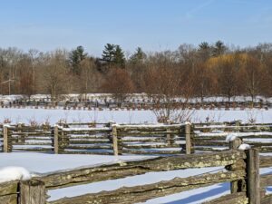 The temperatures were in the low 30s, but with no wind and lots of sunshine, it was a beautiful day to be working outdoors at the farm. Here is a view across the paddocks with the burlap-covered Boxwood Allee in the distance and the golden yellow weeping willows on the right.