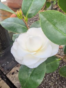 Feed with a good quality fertilizer specifically for camellias or a general 10-10-10 fertilizer in spring after the flowers have dropped. Avoid feeding camellias after July, as late feeding can cause bud drop. This camellia is called 'Ragland Supreme.'