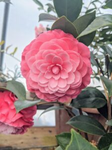 Camellia 'Elizabeth Weaver' has large formal double flowers in coral pink. This 10-year-old japonica first bloomed in 1967. It was originated by W. F. Homeyer of Macon, Georgia and then propagated by Nuccio's Nurseries.