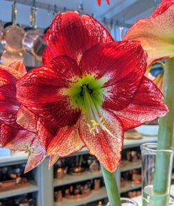 And so many stunning amaryllis this year! All the gorgeous amaryllis bulbs came from Colorblends in nearby Bridgeport, Connecticut.
