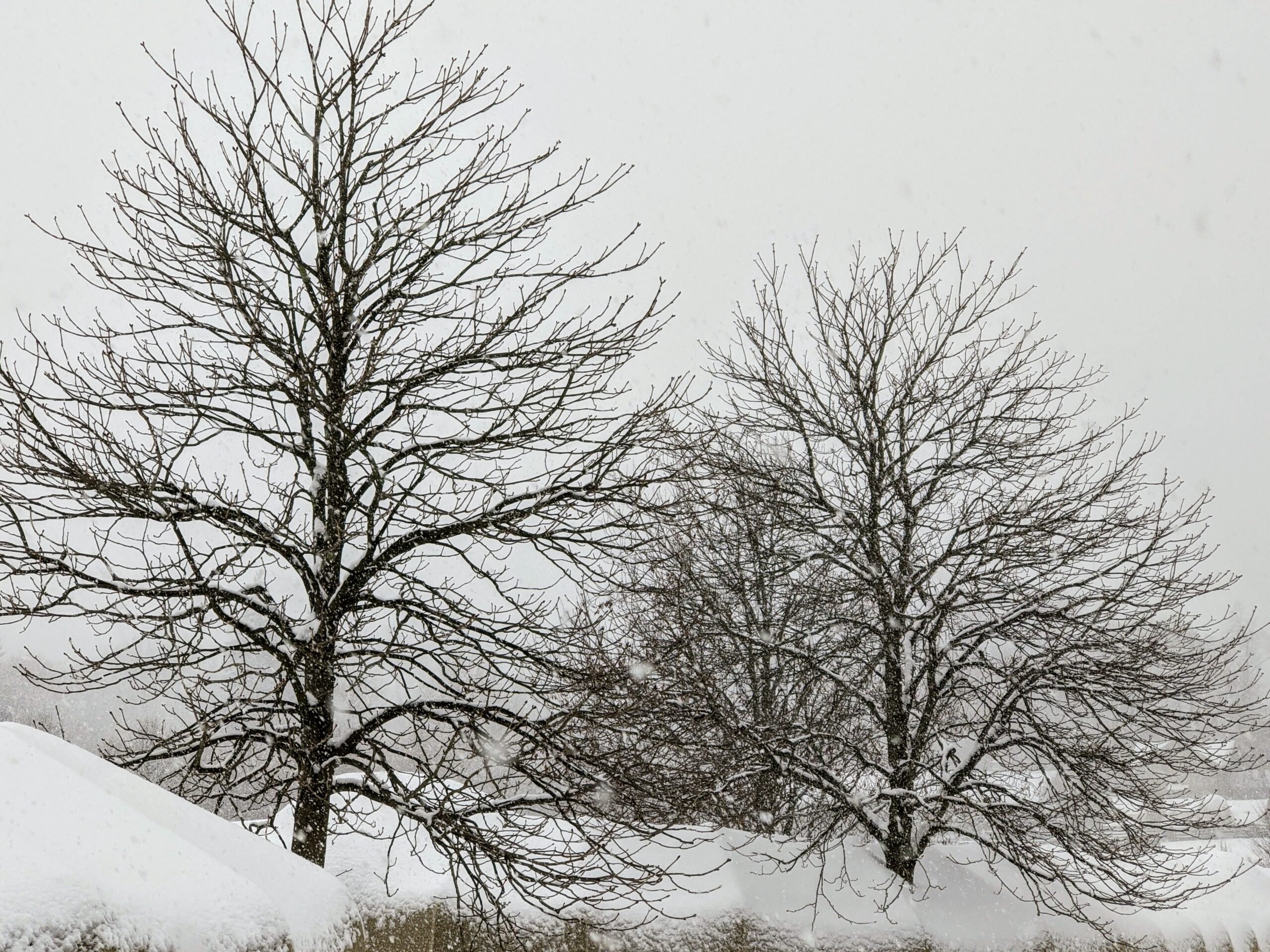 Another Day of Snow at My Farm - The Martha Stewart Blog