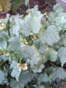 Begonias are remarkably resistant to pests primarily because their leaves are rich in oxalic acid – a natural insect repellent.