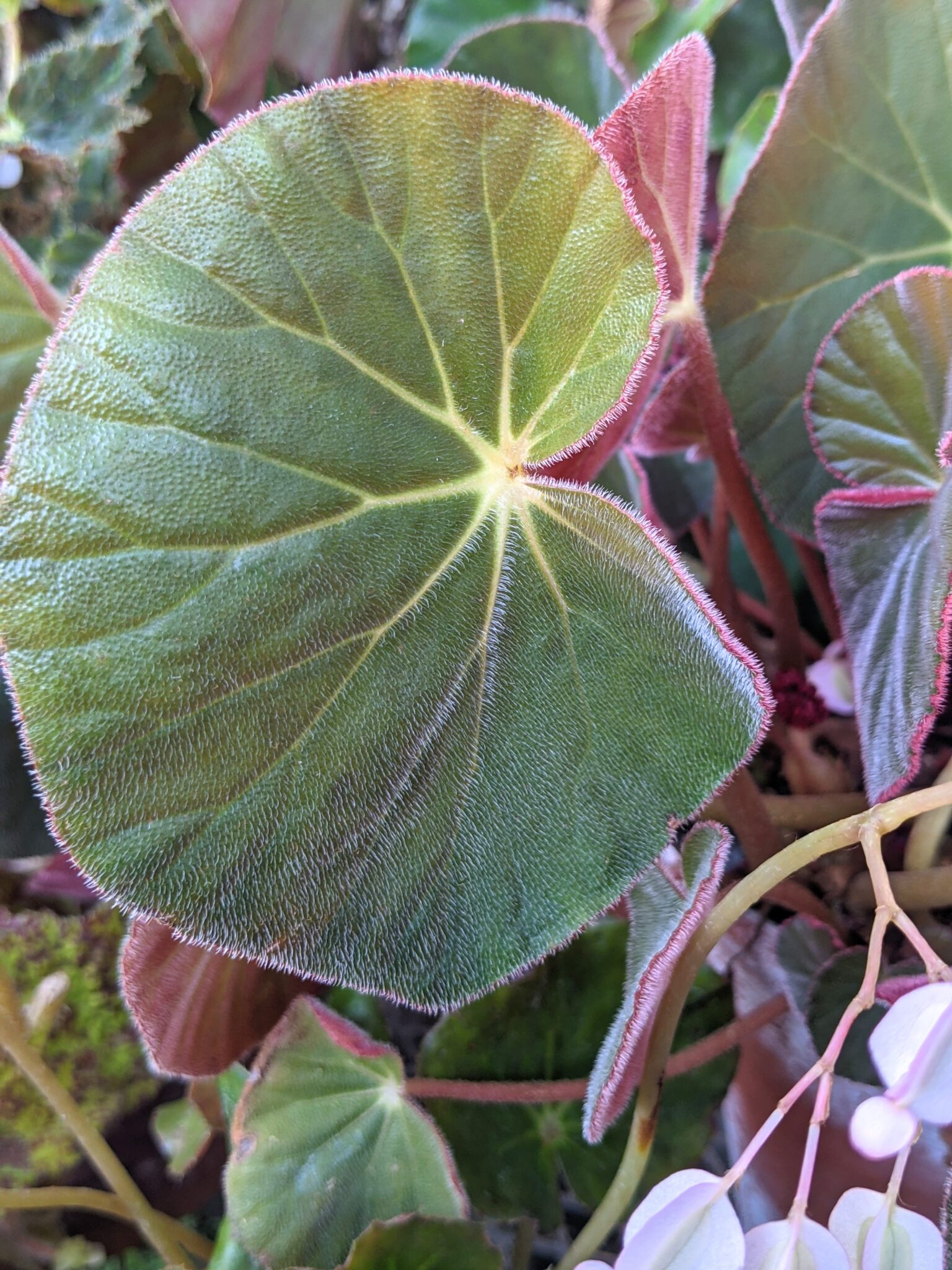 My Blooming Begonias The Martha Stewart Blog