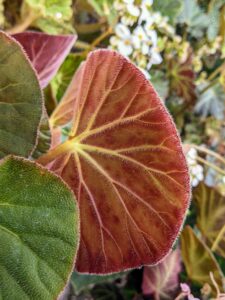 ...and dark pink on the other. Many begonia leaves are also textured on the back - notice all the veining.