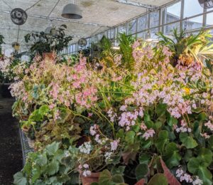 My growing collection of begonias is one of the first you see when entering my main greenhouse. I keep my begonias on a long, sliding table, so each plant is within easy reach.