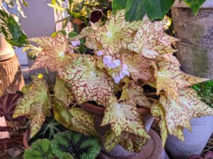 Begonias grow best in light, well-drained soil. Any good quality light potting mix will work well.
