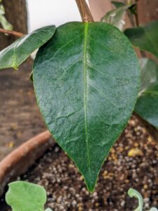 Their leaves are alternately arranged, simple, thick, and usually quite glossy.