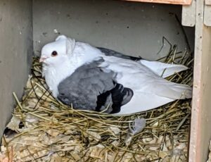 And under this Owl pigeon are two more eggs just waiting to hatch. Usually, the male will sit over the eggs during the day and the female takes over at night. The egg must be kept warm at 102 to 105 degrees Fahrenheit for the embryo to develop properly.