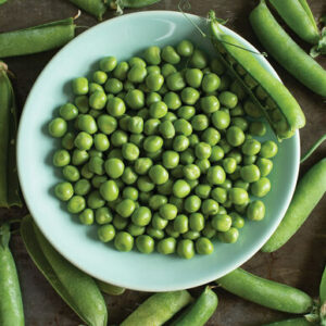 'Bistro' peas are tasty and productive. The plants have an upright habit and long 24-inch vines which make it easier for harvesting. (Photo courtesy of Johnny's Selected Seeds)