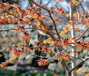Witch-hazel is a genus of flowering plants in the family Hamamelidaceae. Most species bloom from January to March and display beautiful spidery flowers that let off a slightly spicy fragrance.