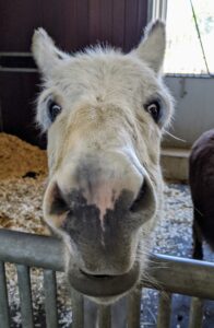And here's Clive. The donkey’s sense of smell is considered to be similar to the horse. Donkeys greet each other by smelling and blowing in each other’s nose. The smell of breath imparts important information to the donkey.